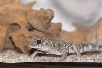 gekon Nephrurs milli