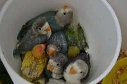 Ručně dokrmení agapornisy