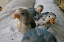 Ručně dokrmení agapornisy