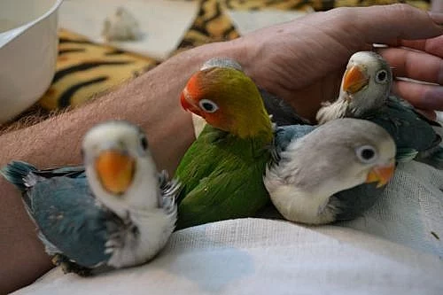 Ručně dokrmení agapornisy