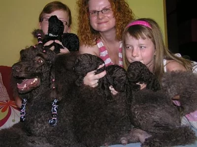 Prodám štěňata velkého hnědého pudla