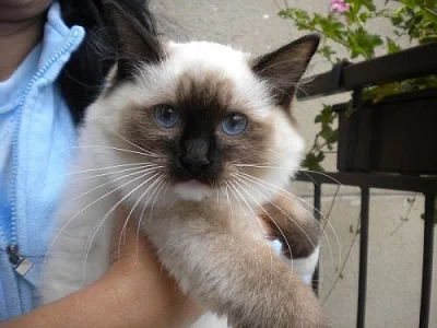 Kočička Ragdoll seal mitted s PP