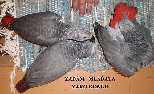 Zadám žako kongo