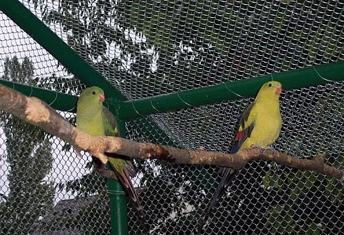 Papoušek horský (kouřový) - pár