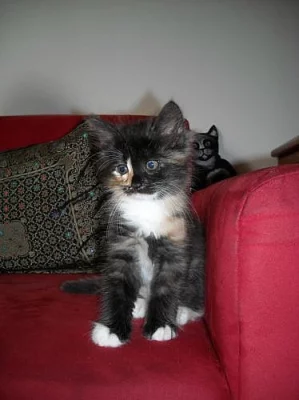 Prodám sibiřskou kočičku s PP