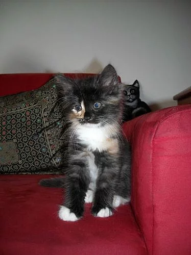 Prodám sibiřskou kočičku s PP