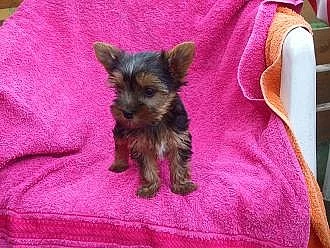 Jokšírský teriér