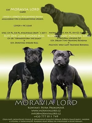 Staffordshire Bull Terrier - pejsek s PP