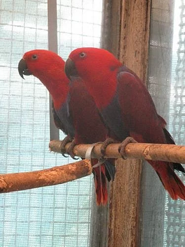 Eklektus polychloros
