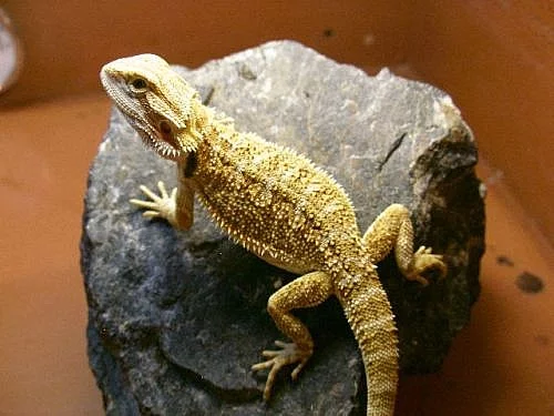 Agama vousatá