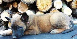 BO malinois štěňata