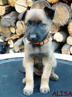 BO malinois štěňata