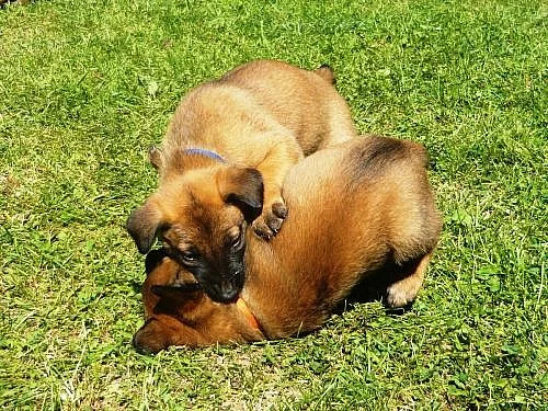 BO malinois štěňata