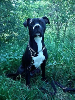 pitbulteriér - Azar