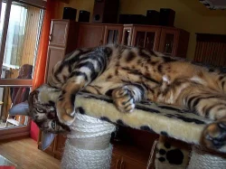 NABÍZÍM KRYTÍ :  BENGÁLSKÝ  KOCOUR S PP