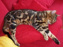 NABÍZÍM KRYTÍ :  BENGÁLSKÝ  KOCOUR S PP