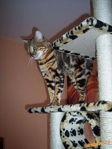 NABÍZÍM KRYTÍ :  BENGÁLSKÝ  KOCOUR S PP