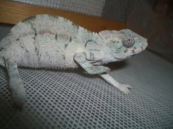 Chameleon pardali (Furcifer pardalis) Ambilobe F2