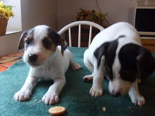 PARSON  RUSSELL  TERIER