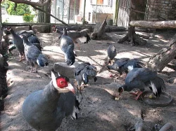 Bažant modrý ušatý,