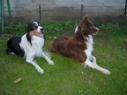 Nabízím dva dospělé psy