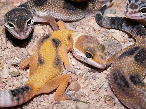 Prodám-Gekončík noční (barevné)