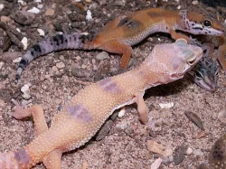 Prodám-Gekončík noční (barevné)