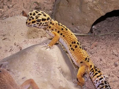 Prodám-Gekončík noční (barevné)