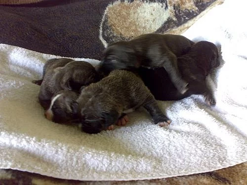 12 štěňat Bandoga