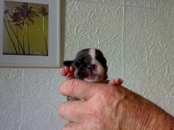 12 štěňat Bandoga