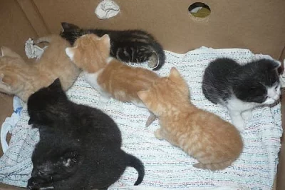 Daruji krásná a zdravá koťátka do dobrých rukou