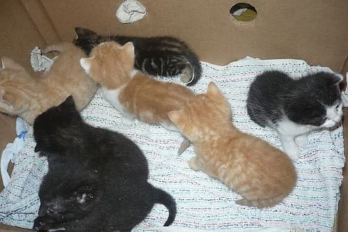 Daruji krásná a zdravá koťátka do dobrých rukou