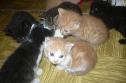 Daruji krásná a zdravá koťátka do dobrých rukou