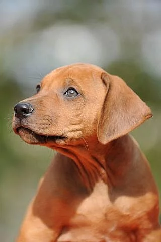 Rhodéský Ridgeback - štěňata s PP