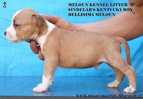 Americký stafordšírský terier s PP