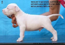 Americký stafordšírský terier s PP