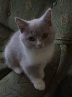 !!LUXUSNÍ BRITSKÁ KOŤÁTKA K ODBĚRU ZA SUPER CENU!!