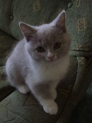 !!LUXUSNÍ BRITSKÁ KOŤÁTKA K ODBĚRU ZA SUPER CENU!!