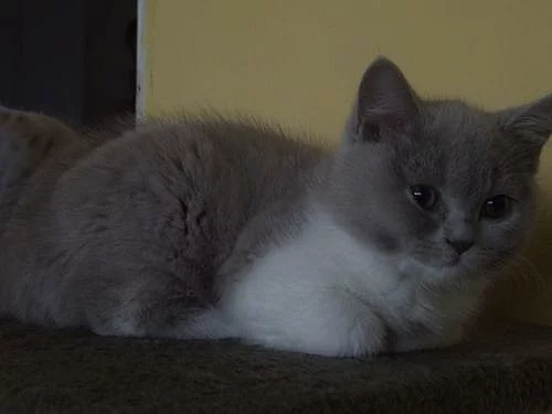 !!LUXUSNÍ BRITSKÁ KOŤÁTKA K ODBĚRU ZA SUPER CENU!!