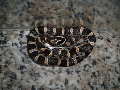 Prodám mládata Užovek červených