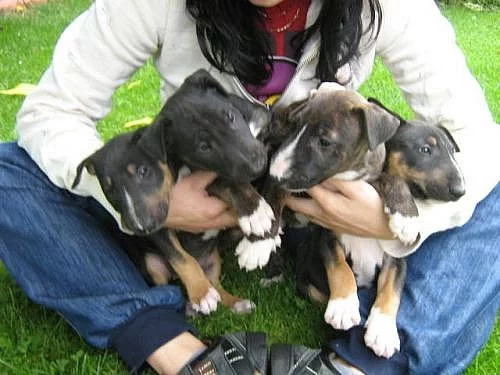 Bulterier s PP štěňátka