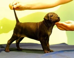 Thajský ridgeback