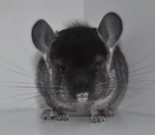 mláďata činčil - ebony velvet avc a ebony avc