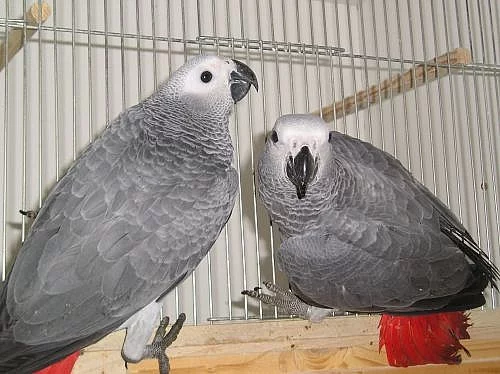 papoušek žako a papoušek senegalský