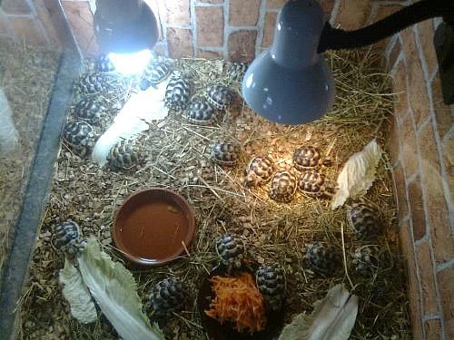 Prodám suchozemské želvy rodu testudo marginata