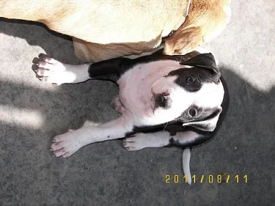 Americký pitbullteriér štěňě s PP /kluk/