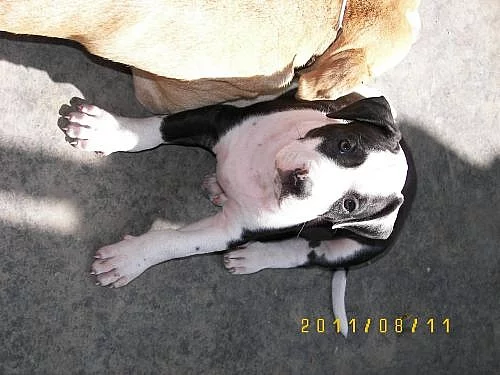 Americký pitbullteriér štěňě s PP /kluk/