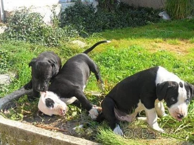 Prodám štěňátka Amerického Pitbullteriéra