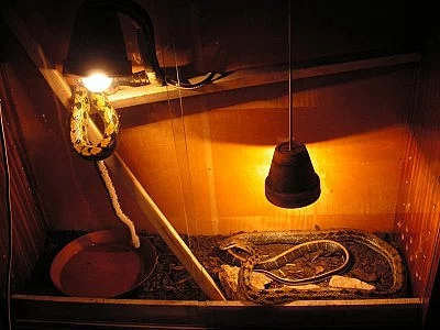 Prodám pár užovek tenkoocasých