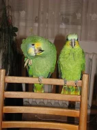 Prodám - ochočený Amazoňan oranžovokřídlí